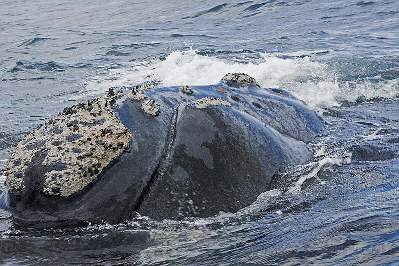 20071209 151956 D200 4200x2800.jpg - Right whale at Puerto Piramides, Argentina.  The blue and grey color of the calf is evident here.   They live about 60 years.